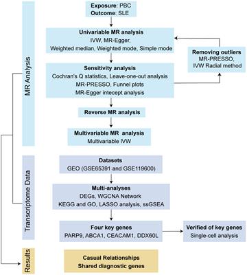 Investigating the causal relationship and potential shared diagnostic genes between primary biliary cholangitis and systemic lupus erythematosus using bidirectional Mendelian randomization and transcriptomic analyses